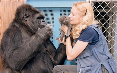 Obletnica smrti čudovite Koko