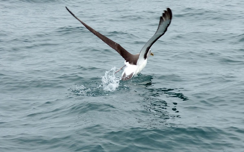 Vohunski albatrosi