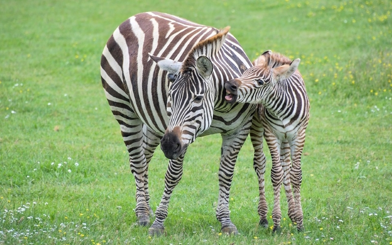 Zakaj imajo zebre proge?